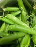 中鲜生 云南新鲜豌豆 甜豌豆新鲜蔬菜现摘豆角 2斤装【尝鲜装】鲜嫩饱满 实拍图