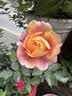 Lilybyred韩国蜜光果汁唇釉口红清透韩系持久不沾杯09七夕节礼物 实拍图