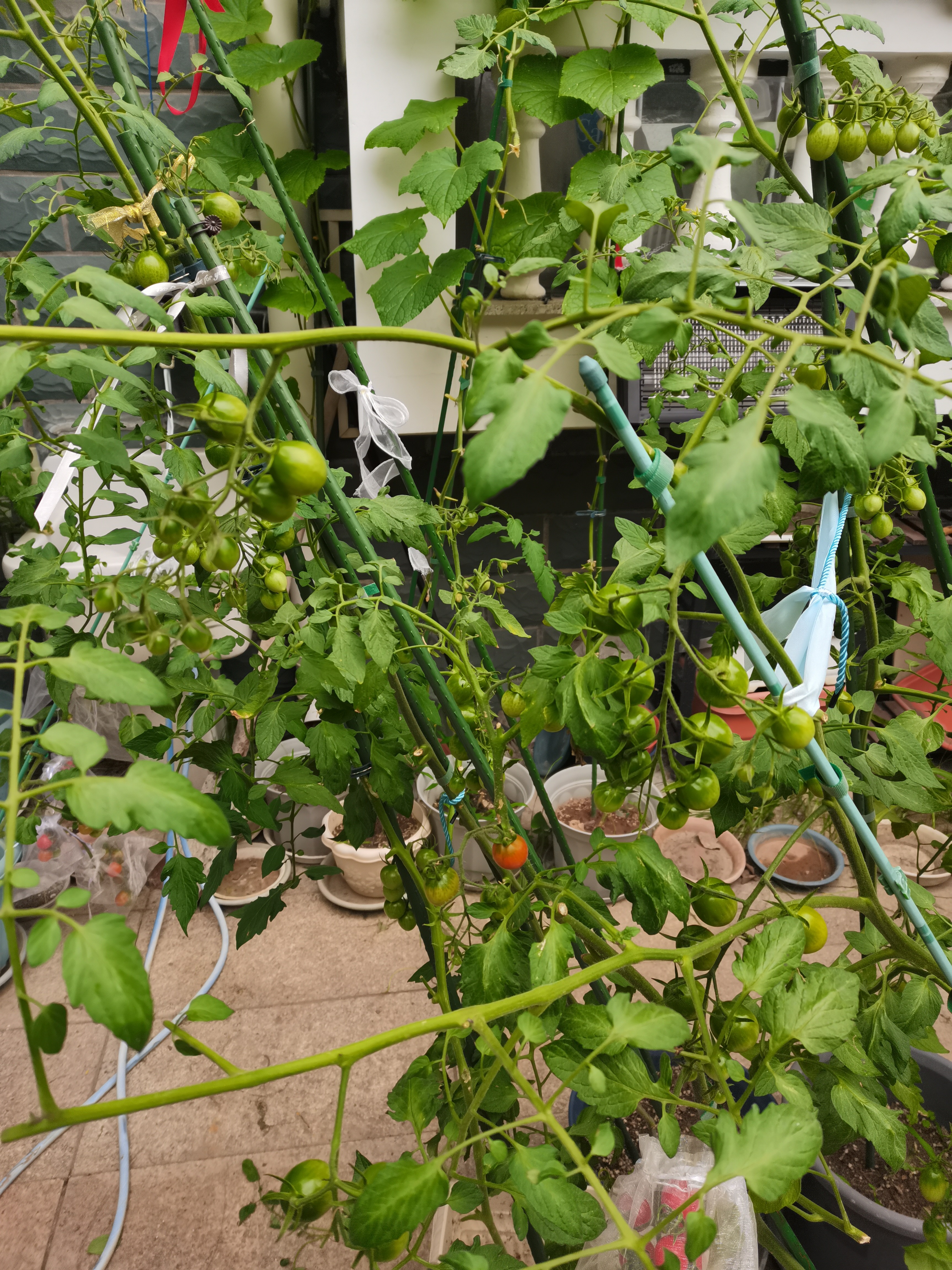 墨一【送货上门】爬藤架葡萄黄瓜豆角架种菜花支架庭院园艺花卉支撑杆 粗11mm长180cm10支 特大 实拍图