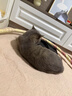 格兰仕（Galanz）【价保618】平板式小型家用微波炉20升700W精准温控旋钮操作更便捷DG(S0) 实拍图