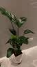 植男植女金钱树大型盆栽植物室内客厅落地办公室轻奢招财好养绿植源头直发 实拍图