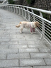 伯纳天纯狗粮中大型犬全价成年犬粮17kg羊肉蔓越莓味囤货装 实拍图