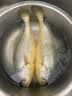 三都港 冷冻黄花鱼净重600g/2条装 宁德大黄鱼 海鱼 生鲜鱼类 海鲜水产 实拍图