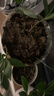 漫生活通用营养土18L养花种菜土园艺种植土花土有机土肥料盆栽绿植土壤 实拍图