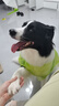 皇家狗粮 成犬狗粮 犬粮 宠物大型犬 GR26全价犬粮≥15月15KG 实拍图