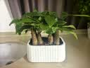 植男植女发财树室内桌面绿色懒人绿植盆栽花卉鲜活好养护观叶耐旱源头直发 实拍图
