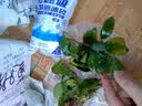 异景园鱼缸水族箱造景水榕沉木活体水草淡水无土植物后景真水草净水增氧 单头小水榕沉木 实拍图