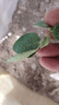 爬藤植物藤本月季花苗四季花卉浓香型玫瑰盆栽庭院阳台蔷薇花苗 粉色龙沙宝石 带土发货 15-25厘米高 实拍图