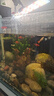 瓦克（WACKER）121大型鱼缸胶水族馆玻璃胶水族箱密封胶防霉防水速干型透明色 实拍图