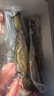 仙泉湖三去斑点尾鲈鱼1斤单条净膛后冷冻肉厚刺少海鲜水产生鲜食材 实拍图