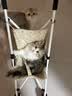 麦富迪猫粮 barf霸弗天然猫粮冻干幼猫粮高蛋白温和养护肠胃牛肉1.8kg*3 实拍图