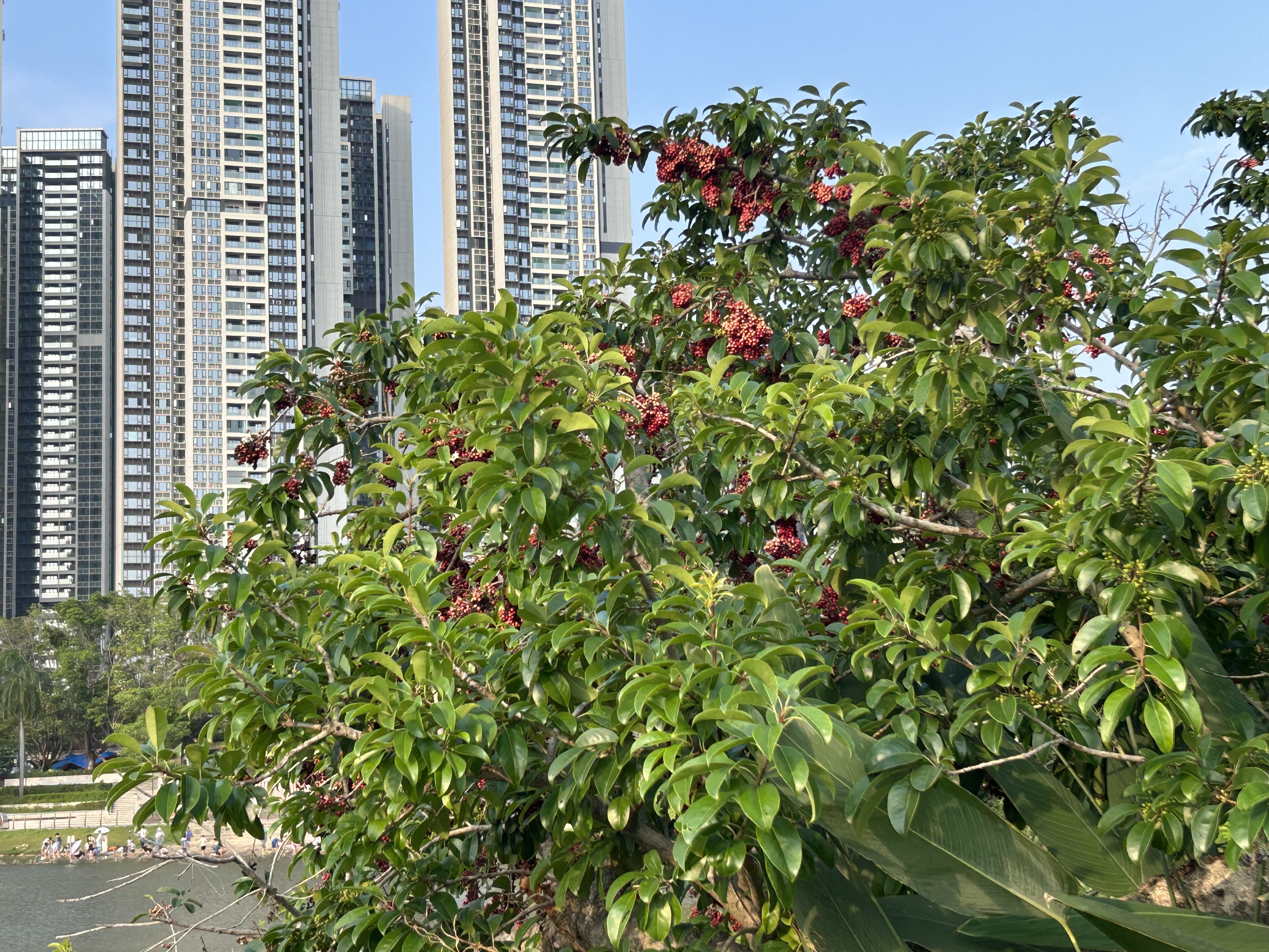 都市丽人内衣女无钢圈文胸小胸聚拢蕾丝舒适薄款透气性感胸罩2B32D7 实拍图