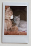 INSTAX富士instax立拍立得 宽幅相纸 白边双包装20张（适用于WIDE系列相机） 实拍图
