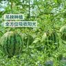 大蒜约250g 实拍图