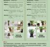 特价大叶金钻绿公主盆栽植物除甲醛绿植办公室四季常青室内摆放2 【拍一发二】金钻+橙南瓜吸水盆 含盆高度15-20厘米 实拍图