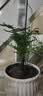 文竹盆栽绿植花卉盆景植物室内客厅水培文松云竹文竹大苗四季常青 小文竹【2棵更实惠】原土球发货 高度15-25cm 实拍图