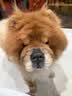 nest designs女士月子服产妇睡衣家居服透气柔软产后孕期时尚哺乳套装 暖香褐 L 实拍图