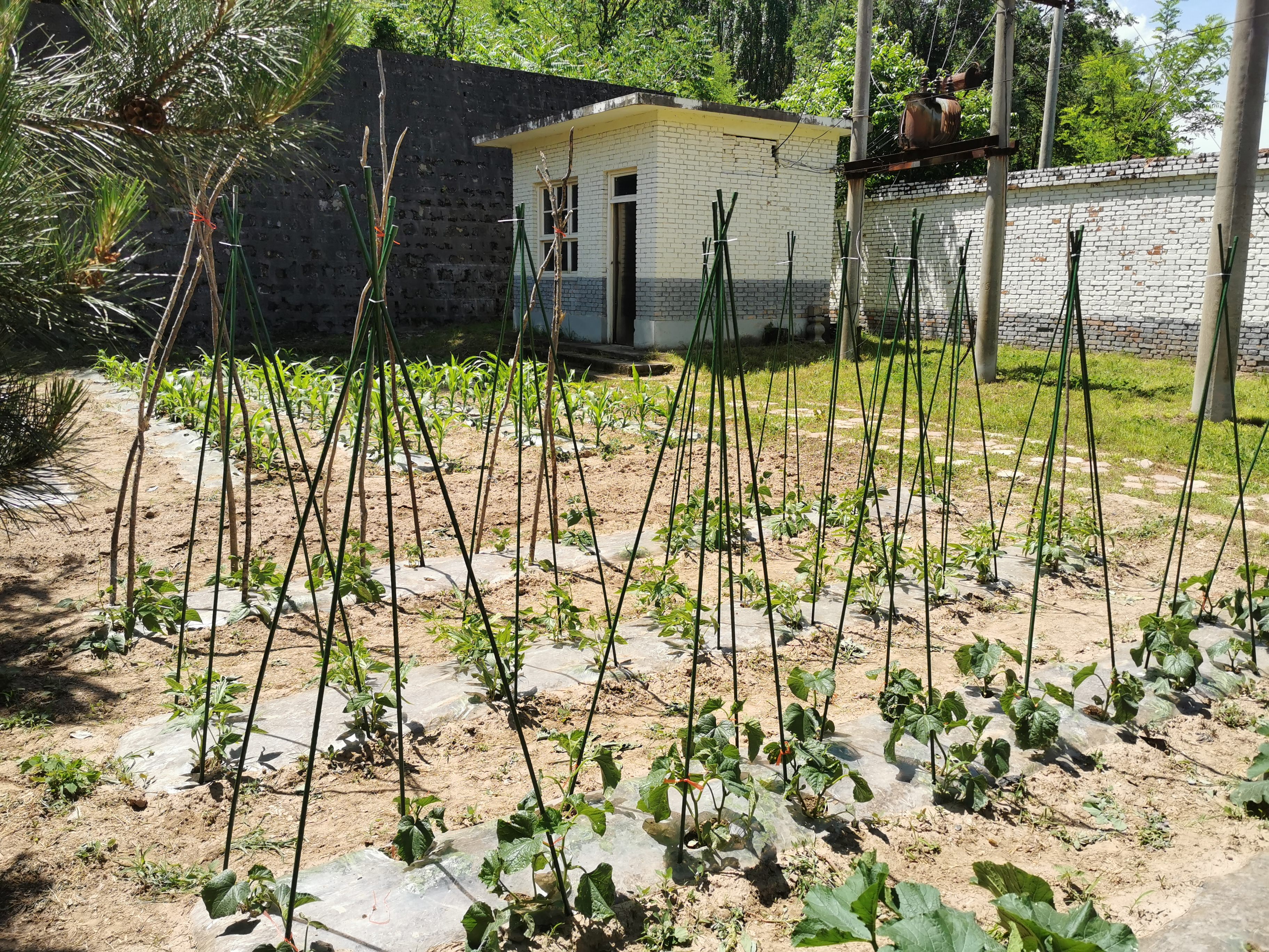 墨一【送货上门】爬藤架葡萄黄瓜豆角架种菜花支架庭院园艺花卉支撑杆 粗11mm长180cm10支 特大 实拍图