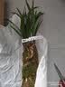 华香园春兰老八种【宋梅】兰花苗浓香型养兰入门室内耐阴绿植花卉 宋梅 1棵5苗 不带花苞 裸根发货 实拍图