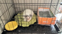 腆宠狗笼狗窝猫笼狗笼子中小型犬带厕所猫笼子大号家用室内狗围栏兔笼 实拍图