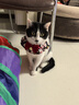 京东京造猫粮鸡肉味全价成猫粮10kg三文鱼肉营养美毛长肉质检流浪救助 实拍图