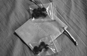TANCHJIM天使吉米BUNNY兔几HIFI有线耳机入耳式type-c圆孔线控带麦高音质音乐办公游戏电竞耳塞礼物学生 BUNNY兔几【3.5mm带麦】 实拍图
