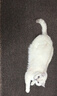 疯狂的主人猫抓板仿剑麻猫抓垫耐磨不掉屑宠物地垫地毯猫抓150*100CM 实拍图