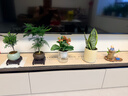 京东绿植小叶赤楠老桩苗微景观水培办公室内好养绿植盆栽绿冰裂源头直发 实拍图