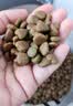 麦富迪狗粮 藻趣儿狗粮成犬粮牛肉螺旋藻 均衡营养2.5kg 实拍图