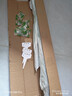 华香园春兰老八种【宋梅】兰花苗浓香型养兰入门室内耐阴绿植花卉 宋梅 1棵5苗 不带花苞 裸根发货 实拍图