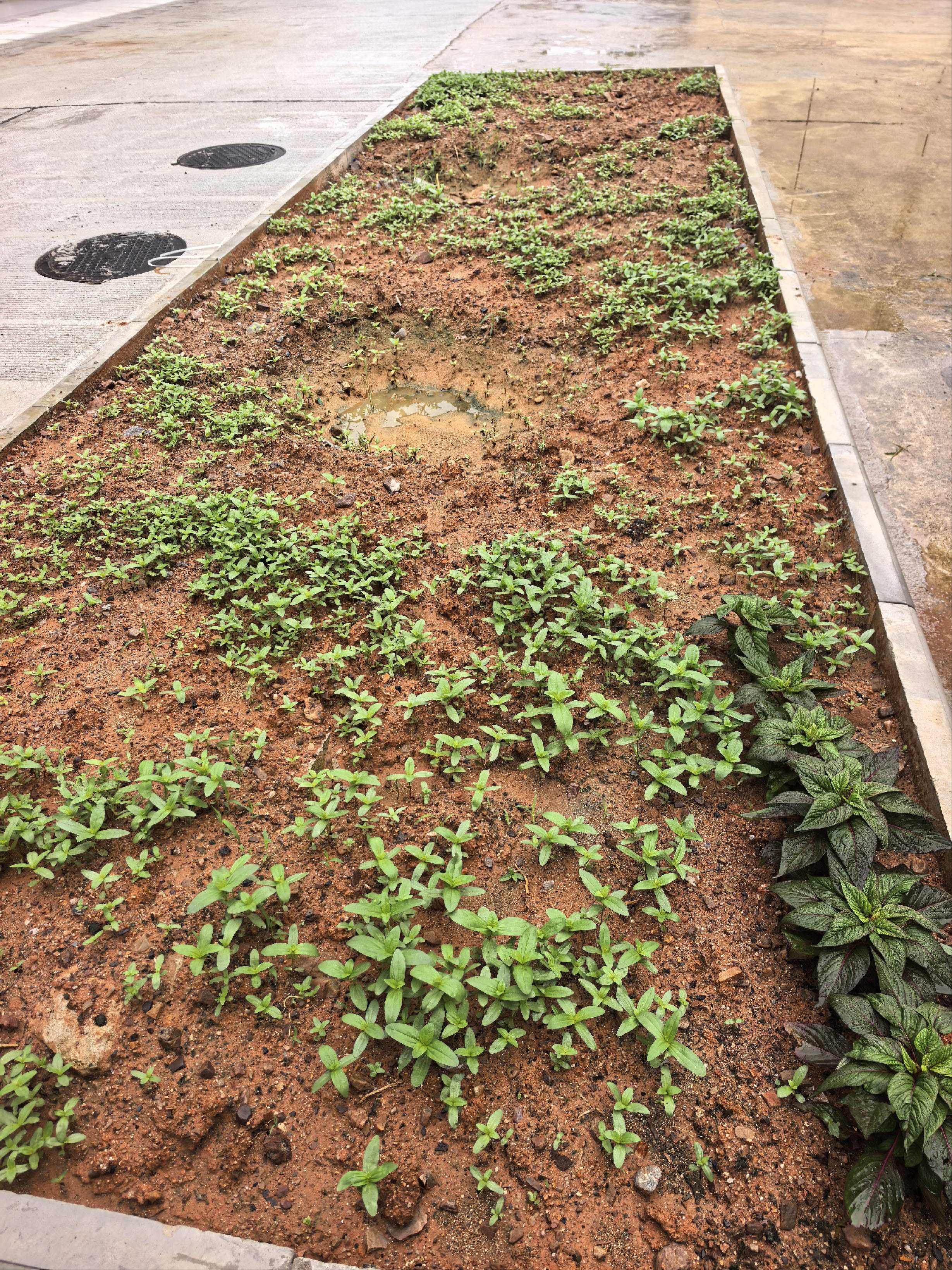 寿禾百日草种子混色重瓣庭院盆栽百日菊花卉种子 混色百日草种子250g 实拍图
