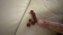 WEYES冻干鸭肉粒450g桶装宠物零食肉干营养高蛋白适口性好鸡胸肉冻干 实拍图