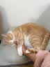 LEGENDSANDY蓝氏猫粮乳鸽10KG猎鸟乳鸽繁育20斤冻干生骨肉全价粮 乳鸽全价猫粮10kg【防伪可查】 实拍图