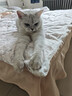 pidan混合豆腐猫砂 豆腐膨润土皮蛋猫砂除臭猫砂结团快 经典款2.4kg*4 实拍图