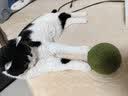 HELLOJOY猫咪10CM超大猫薄荷球玩具猫草自嗨解闷神器磨牙棒洁齿逗猫木天蓼 实拍图