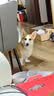 网易严选犬粮全价三拼狗粮 美毛低敏鱼肉鱼油配方 长毛犬小型中大型犬20kg 实拍图