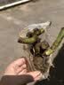 玫瑰花苗老桩绿植物盆栽月季蔷薇老根室内外阳台庭院特大花卉四季 19瑞典女王（老桩苗四季开花） 实拍图