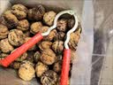 新货云南高原生态核桃薄壳核桃老树山核桃无水洗无漂白薄皮干核桃 大果云南老树薄皮核桃5斤+夹子 实拍图