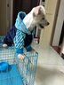 狗狗衣服小狗博美比熊泰迪犬中小型犬四脚衣宠物猫咪秋冬装情侣服 悟空卫衣 M 实拍图