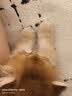 疯狂的主人猫碗双碗自动饮水宠物猫粮狗粮盆不锈钢狗狗饭盆猫盆狗碗宠物用品 实拍图