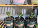 星宸花草博士草木灰种菜用的肥料瓜果蔬菜防虫害有机钾肥农家肥通用有机肥3斤 实拍图
