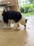 votesil英国宠物洁足泡沫150ml*2瓶 猫咪狗狗免水洗足部护理爪子脚抑菌 实拍图