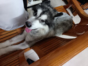 疯狂小狗中大型犬狗粮成幼犬40斤宠物边牧金毛拉布拉多鸡肉燕麦20kg囤货装 实拍图