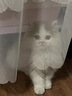 皇家幼猫猫粮 幼猫奶糕 K36 通用粮 4-12月 2KG 实拍图