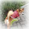 皇家狗粮绝育成犬狗粮犬粮宠物小型犬MSA30全价犬粮≥10月2KG 实拍图