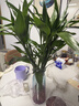 花翁带根富贵竹水培植物客厅招财旺宅花卉绿植盆栽竹子文昌竹源头直发 实拍图