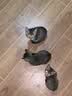 BD飞碟猫碗陶瓷釉下彩宠物饭碗吃粮喝水 紫色飞碟猫碗 实拍图