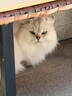 麦富迪猫罐头 barf霸弗主食猫罐头猫咪零食湿粮成猫呵护泌尿100g*12罐 实拍图