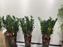 花财主天堂鸟盆栽办公室大型绿植客厅鸭脚木植物家用吸甲醛净化空气好养 金钱树1.1-1.2m【招财进宝陶瓷盆】 实拍图