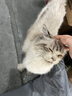 麦富迪猫粮 超肉粒冻干双拼成猫粮美毛护肠胃 三文鱼2kg 实拍图